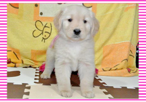 ゴールデンレトリバー メス 子犬販売の専門店 AngelWan 横浜