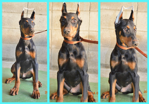 ドーベルマン　オス　子犬販売の専門店　AngelWan　横浜