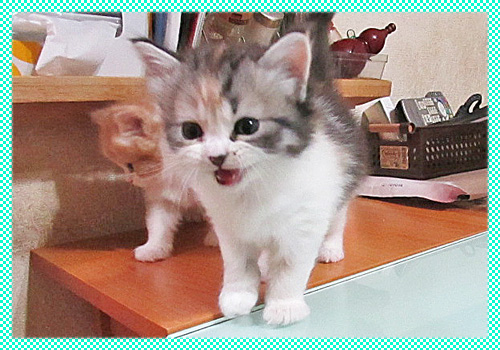 スコティッシュフォールド キャリコ メス AngelWan 横浜