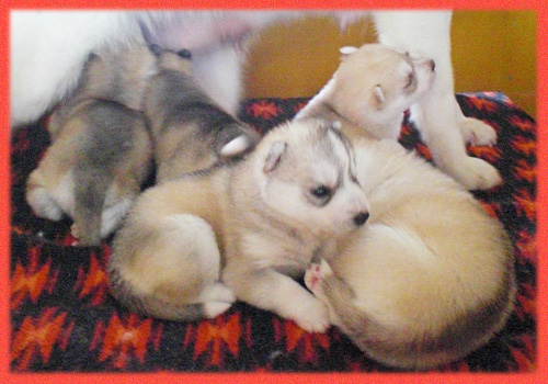 シベリアンハスキー　シルバー＆ホワイト　レッド＆ホワイト　子犬販売の専門店　AngelWan　横浜