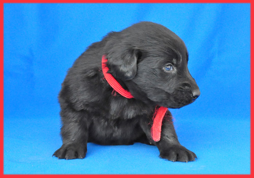 フラットコーテッドレトリバー　ブラック　メス　子犬販売の専門店　AngelWan　横浜