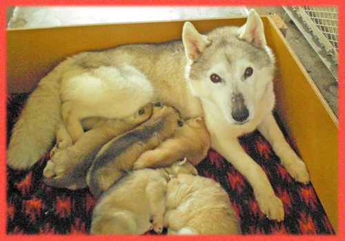 シベリアンハスキー　シルバー＆ホワイト　レッド＆ホワイト　子犬販売の専門店　AngelWan　横浜
