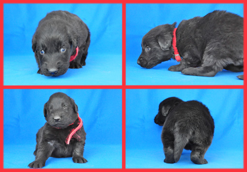 フラットコーテッドレトリバー　ブラック　メス　子犬販売の専門店　AngelWan　横浜