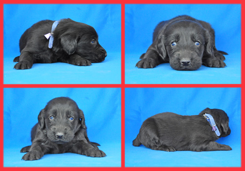 フラットコーテッドレトリバー　ブラック　メス　子犬販売の専門店　AngelWan　横浜