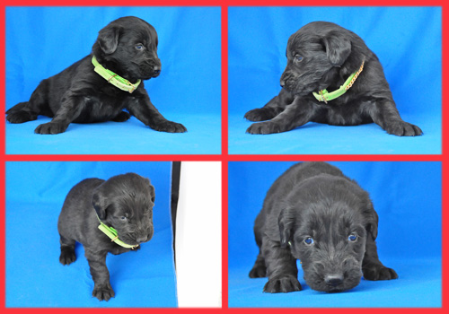 フラットコーテッドレトリバー ブラック メス 子犬販売の専門店 AngelWan 横浜