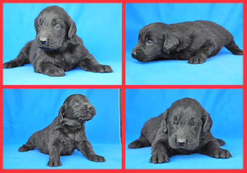 フラットコーテッドレトリバー　ブラック　メス　子犬販売の専門店　AngelWan　横浜