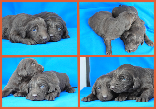 フラットコーテッドレトリバー　レバー　子犬販売の専門店　AngelWan　横浜