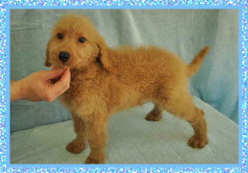 ゴールデンドゥードル オス 子犬販売の専門店 AngelWan 横浜