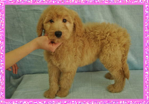 ゴールデンドゥードル　メス　子犬販売の専門店　AngelWan　横浜