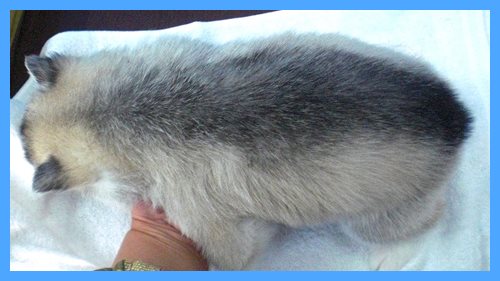 シベリアンハスキー　ブリーダー子犬販売専門店　AngelWan 東京　神奈川　千葉