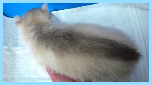 シベリアンハスキー　ブリーダー子犬販売専門店　AngelWan 東京　神奈川　千葉