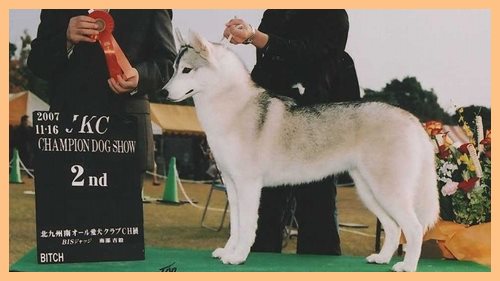 シベリアンハスキー　ブリーダー子犬販売専門店　AngelWan 東京　神奈川　千葉