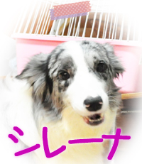 ボーダーコリー　ブリーダー子犬販売専門店　Angel Wan　横浜
