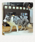 ボーダーコリー　ブリーダー子犬販売専門店　Angel Wan 東京　神奈川　千葉