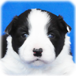 ボーダーコリー　ブリーダー子犬販売専門店　Angel Wan　横浜