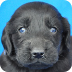 フラットコーテッドレトリバー　ブラック　メス　子犬販売の専門店　AngelWan　横浜