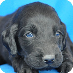 フラットコーテッドレトリバー　ブラック　メス　子犬販売の専門店　AngelWan　横浜