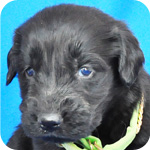 フラットコーテッドレトリバー ブラック メス 子犬販売の専門店 AngelWan 横浜