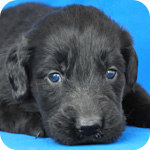 フラットコーテッドレトリバー　ブラック　メス　子犬販売の専門店　AngelWan　横浜