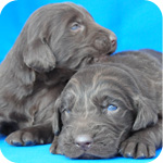 フラットコーテッドレトリバー　レバー　子犬販売の専門店　AngelWan　横浜