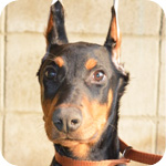 ドーベルマン　オス　子犬販売の専門店　AngelWan　横浜