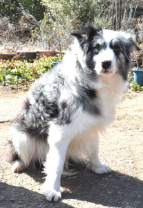 ブリーダー　子犬販売の専門店　AngelWan　横浜