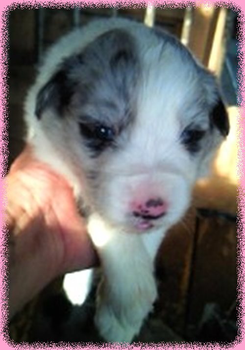 ボーダーコリー　ブリーダー子犬販売専門店　AngelWan 東京　神奈川　千葉