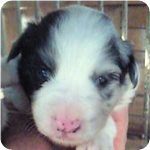 ボーダーコリー　ブリーダー子犬販売専門店　AngelWan　横浜