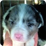 ボーダーコリー　ブリーダー子犬販売専門店　AngelWan　横浜