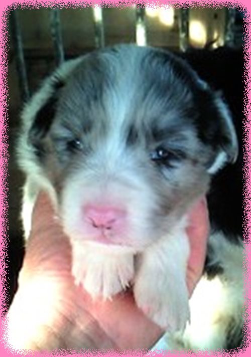 ボーダーコリー　ブリーダー子犬販売専門店　AngelWan 東京　神奈川　千葉