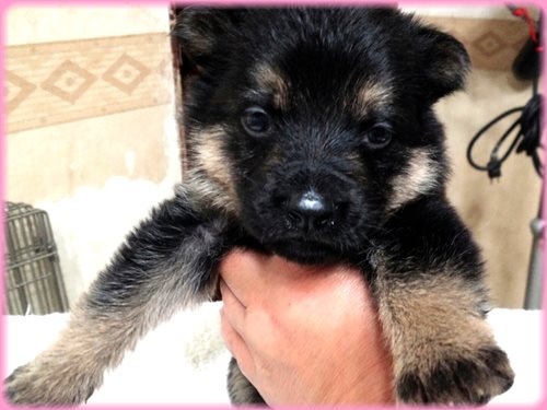 ジャーマンシェパードドッグ　ブリーダー子犬販売専門店　AngelWan 東京　神奈川　千葉