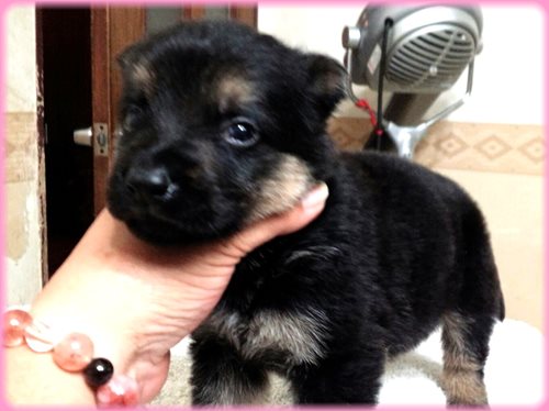 ジャーマンシェパードドッグ　ブリーダー子犬販売専門店　AngelWan 東京　神奈川　千葉