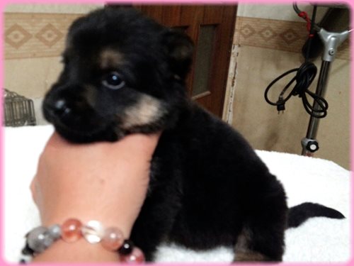 ジャーマンシェパードドッグ　ブリーダー子犬販売専門店　AngelWan 東京　神奈川　千葉