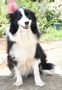 ブリーダー　ペットショップ　子犬販売の専門店　AngelWan　横浜