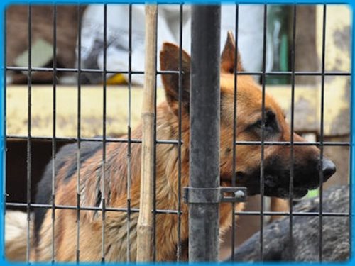 ジャーマンシェパードドッグ　ブリーダー子犬販売専門店　AngelWan 東京　神奈川　千葉