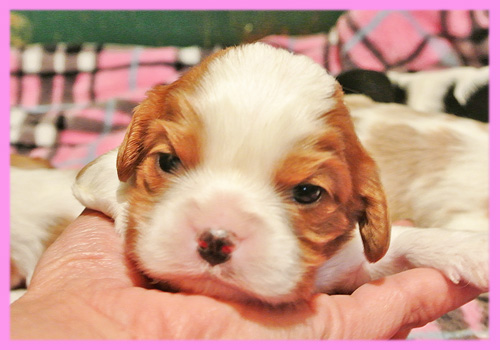 キャバリア　ブレンハイム　メス　子犬販売の専門店　AngelWan　横浜