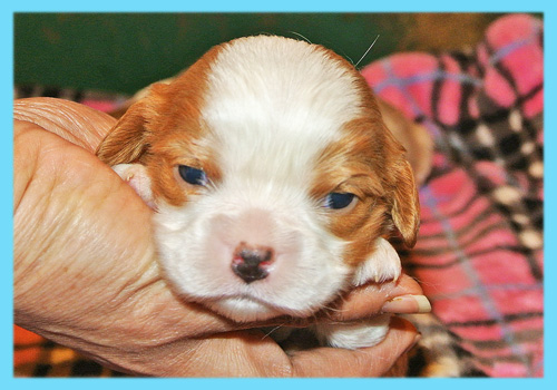 キャバリア　ブレンハイム　オス　子犬販売の専門店　AngelWan　横浜