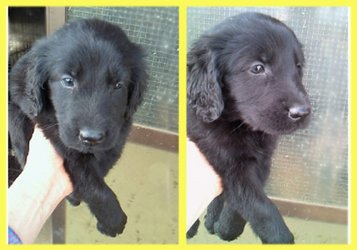フラットコーテッドレトリバー　オス　子犬販売の専門店　AngelWan　横浜