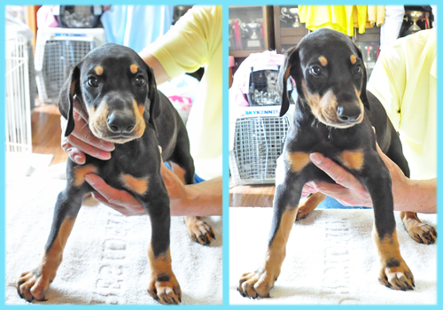 ドーベルマン　ブラックタン　オス　子犬販売の専門店　AngelWan 横浜
