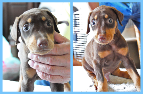 ドーベルマン　チョコレートタン　オス　子犬販売の専門店　AngelWan 横浜