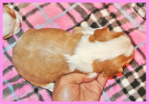 キャバリア　ブレンハイム　メス　子犬販売の専門店　AngelWan　横浜