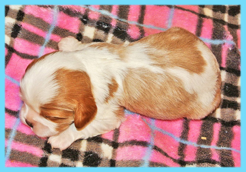 キャバリア　ブレンハイム　オス　子犬販売の専門店　AngelWan　横浜