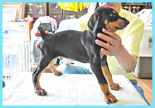 ドーベルマン　ブラックタン　オス　子犬販売の専門店　AngelWan 横浜