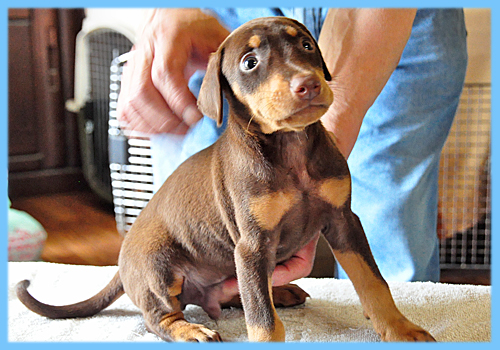ドーベルマン　チョコレートタン　オス　子犬販売の専門店　AngelWan 横浜