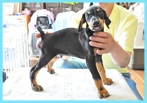 ドーベルマン　ブラックタン　オス　子犬販売の専門店　AngelWan 横浜