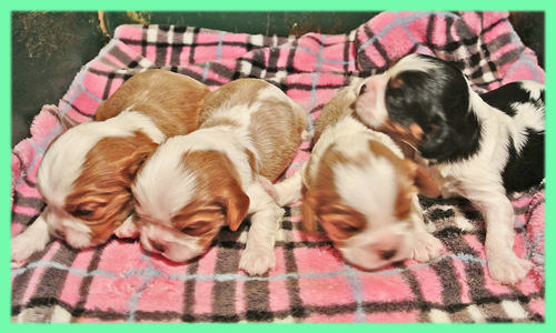 キャバリア　子犬販売の専門店　AngelWan　横浜