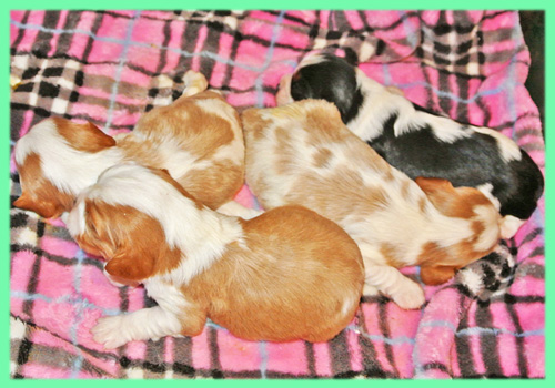 キャバリア　子犬販売の専門店　AngelWan　横浜