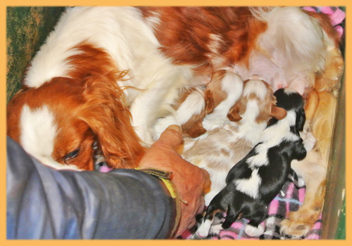 キャバリア　母犬　子犬販売の専門店　AngelWan　横浜