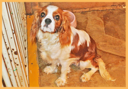 キャバリア　母犬　子犬販売の専門店　AngelWan　横浜