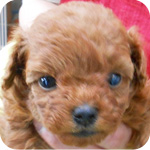 トイプードル　レッド　メス　子犬販売の専門店　AngelWan　横浜　神奈川